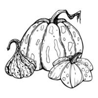 Hand drawn ink vector pumpkin gourd squash. Sketch illustration art for Thanksgiving, Halloween, harvest, farming. Isolated object, outline. Design for restaurant menu print, cafe, website, invitation