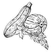 mano dibujado tinta vector médula calabacín calabaza calabaza. bosquejo ilustración Arte para acción de gracias, cosecha, agricultura. aislado objeto, describir. diseño para restaurante menú imprimir, cafetería, sitio web, invitación