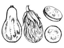 Hand drawn ink vector eggplant gourd squash. Sketch illustration art for Thanksgiving, Halloween, harvest, farming. Isolated object, outline. Design for restaurant menu print cafe, website, invitation