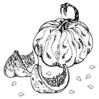 Hand drawn ink vector pumpkin gourd squash. Sketch illustration art for Thanksgiving, Halloween, harvest, farming. Isolated object, outline. Design for restaurant menu print, cafe, website, invitation