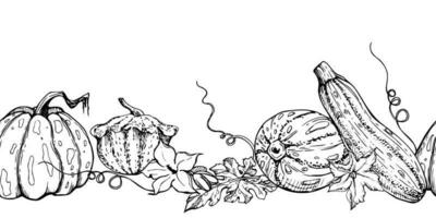 Hand drawn ink vector pumpkin gourd squash flower, tendrils and leaf. Seamless border. Sketch illustration art for harvest, farming. Design for restaurant menu print, cafe, website, wedding invitation