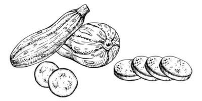 Hand drawn ink vector marrow zucchini gourd squash. Sketch illustration art for Thanksgiving, harvest, farming. Isolated object, outline. Design for restaurant menu print, cafe, website, invitation