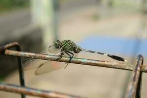 Photo of dragonfly on wire fence