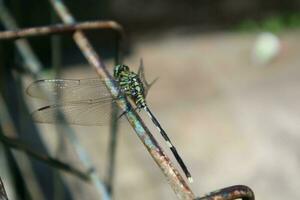 Photo of dragonfly on wire fence