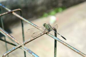 Photo of dragonfly on wire fence