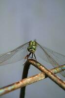 Photo of dragonfly on wire fence