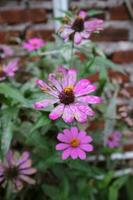 Photos of flowers attacked by pests and diseases