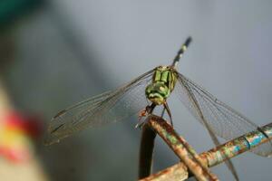 Photo of dragonfly on wire fence