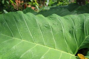 Taro leaf's photo