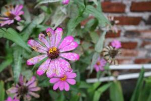 Photos of flowers attacked by pests and diseases