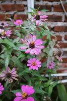 Photos of flowers attacked by pests and diseases