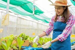 Woman farmer and checking fresh vegetable salad for finding pest in an organic farm in a greenhouse garden, Concept of agriculture organic for health, Vegan food and Small business. photo