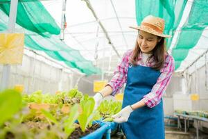 Woman farmer and checking fresh vegetable salad for finding pest in an organic farm in a greenhouse garden, Concept of agriculture organic for health, Vegan food and Small business. photo