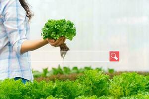 Searching browsing internet bar over background is farmer woman holding raw vegetable salad for in a hydroponic farm. Searching Browsing Internet Data Information Networking Concept photo