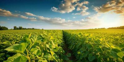 ai generado. ai generativo. granja cosecha verde haba de soja campo. al aire libre naturaleza planta vegetal orgánico eco producto. gráfico Arte foto