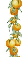 Orange seamless vertical Border. Hand drawn watercolor illustration of citrus tangerine pattern on white isolated background for frame or banner. Tropical mandarin Fruit with green leaves for label vector