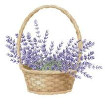 Lavender in a wicker Basket. Watercolor hand drawn illustration with bouquet of wild Province Flowers on white isolated background. Bunch of lavandin for floral greeting cards or wedding invitations vector