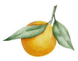 Orange Fruit Branch with leaves. Hand drawn watercolor illustration of tropical citrus Food on white isolated background. Drawing of tangerine tree for label. Sketch of juicy raw clementine for menu vector