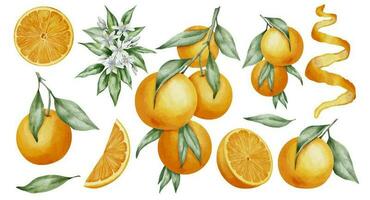 Orange Fruits set. Watercolor hand drawn illustration of tangerine branches with green leaves and slices of citrus Fruits on white isolated background. Bundle of mandarins for food label or menu vector