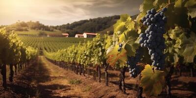 . . Photo illustration of wine grape vineyard winery plant field nature outdoor field. Graphic Art
