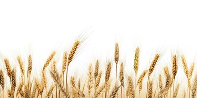 . . Wheat harvest field plant on canvas. Mockup decoration texture background. Farm harvest food bakery deocration graphics. Graphic Art photo