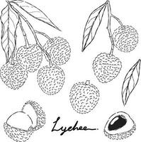 Lychee fruit hand drawn doodle illustrations vector set