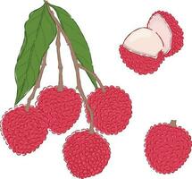 Lychee  hand drawn  illustrations vector set