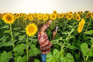 granjero es en pie en su girasol campo cuales es en florecer. él es examinando Progreso de el plantas. foto