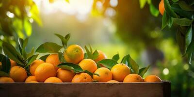 ai generado. ai generativo. madera caja de Fresco naranjas granja cosecha eco naturaleza orgánico Fruta salud producto. gráfico Arte foto