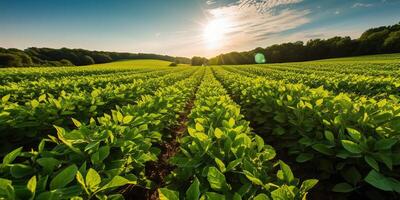 ai generado. ai generativo. granja cosecha verde haba de soja campo. al aire libre naturaleza planta vegetal orgánico eco producto. gráfico Arte foto