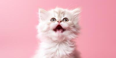 . . face frontal cute funny cate portrait on pink background. Happy animal pet promotion vibe. Graphic Art photo