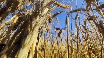 geel piek tarwe veld- zwaaien in de wind video