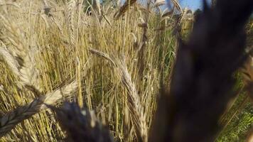 amarillo espiga trigo campo influencia en el viento video