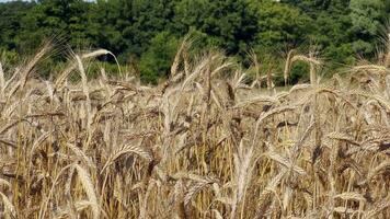 amarelo Espinho trigo campo balançar dentro a vento video