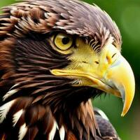 ai generative a head eagle potrait close up. ai generated photo