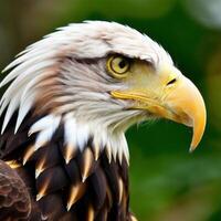 ai generative a head eagle potrait close up. ai generated photo