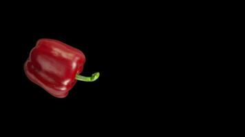 Red Pepper Vegetable burst of in black Background video