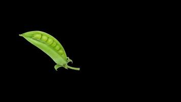 fresco verde pisello baccello verdure scoppiare di nel nero sfondo video
