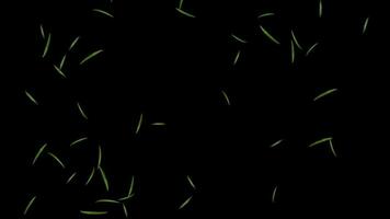 rozemarijn bladeren kruiden voedsel barsten van in zwart achtergrond video