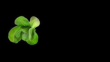 bok choy ,chinês repolho, vegetal verde rebentar do dentro Preto fundo video