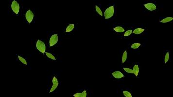 Laurel Leaves Vegetable Herbs burst of in black Background video