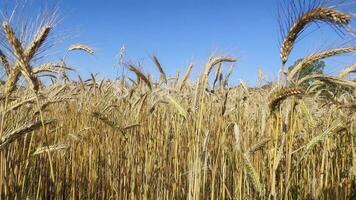 giallo spuntone Grano campo ondeggiare nel il vento video