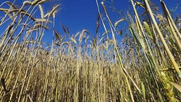 geel piek tarwe veld- zwaaien in de wind video