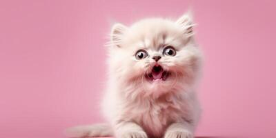 . . face frontal cute funny cate portrait on pink background. Happy animal pet promotion vibe. Graphic Art photo