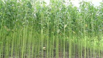 schommel in de wind groen rauw jute- plantage in de platteland van Bangladesh video