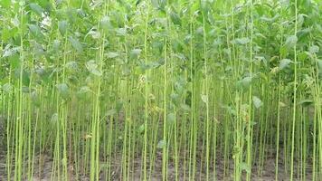 columpio en el viento verde crudo yute plantación en el campo de Bangladesh video