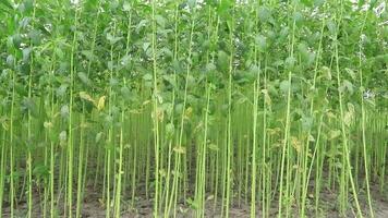 columpio en el viento verde crudo yute plantación en el campo de Bangladesh video