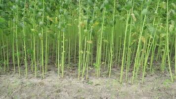 balanço dentro a vento verde cru juta plantação dentro a campo do Bangladesh video