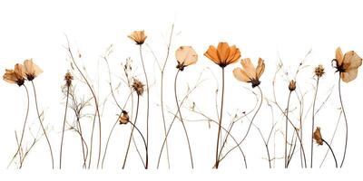 . . Organic plant wild flower on white paper background canvas. Decoration romantic beautiful botanical aesthetics design. Graphic Art photo