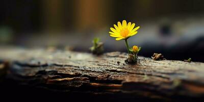 AI Generated. AI Generative. Beautiful yellow flower growing from wooden brick block table. Floral power strong nature outdoor vibe. Graphic Art photo